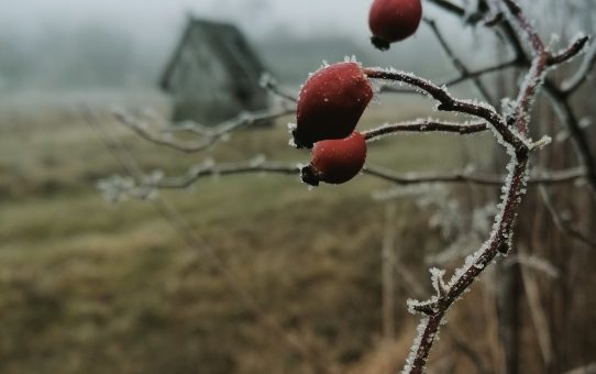 Falusi élet – télen
